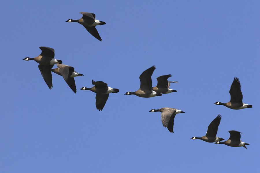 canada geese 1