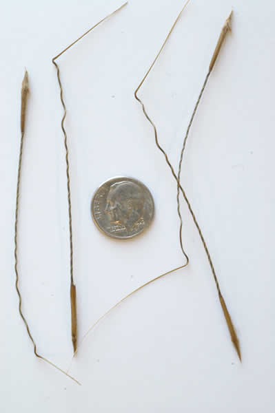 porcupine grass seed