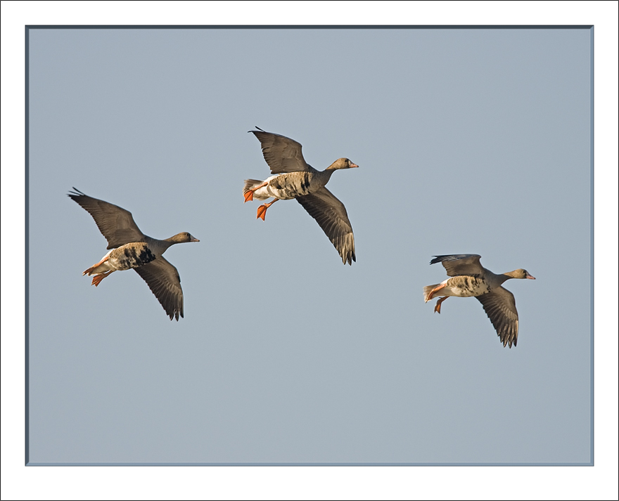 white fronted geese