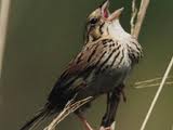 henslows sparrow
