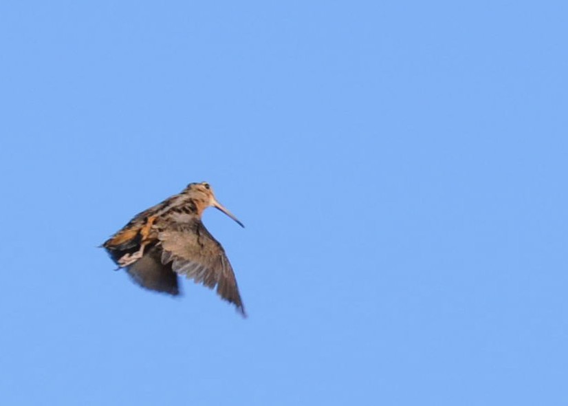 american woodcock in flight